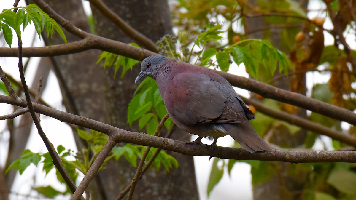 Malagasy Turtle-Dove - ML636465825