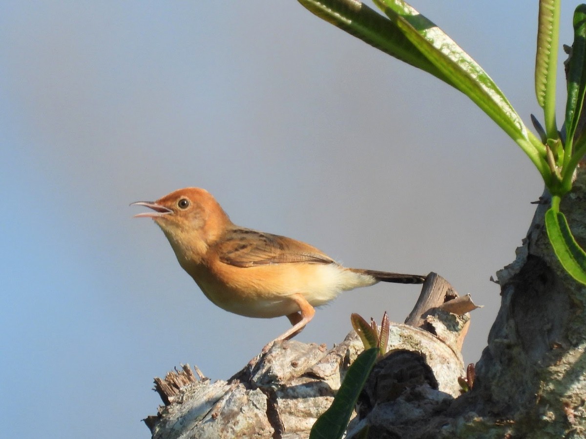 Golden-headed Cisticola - ML636465829