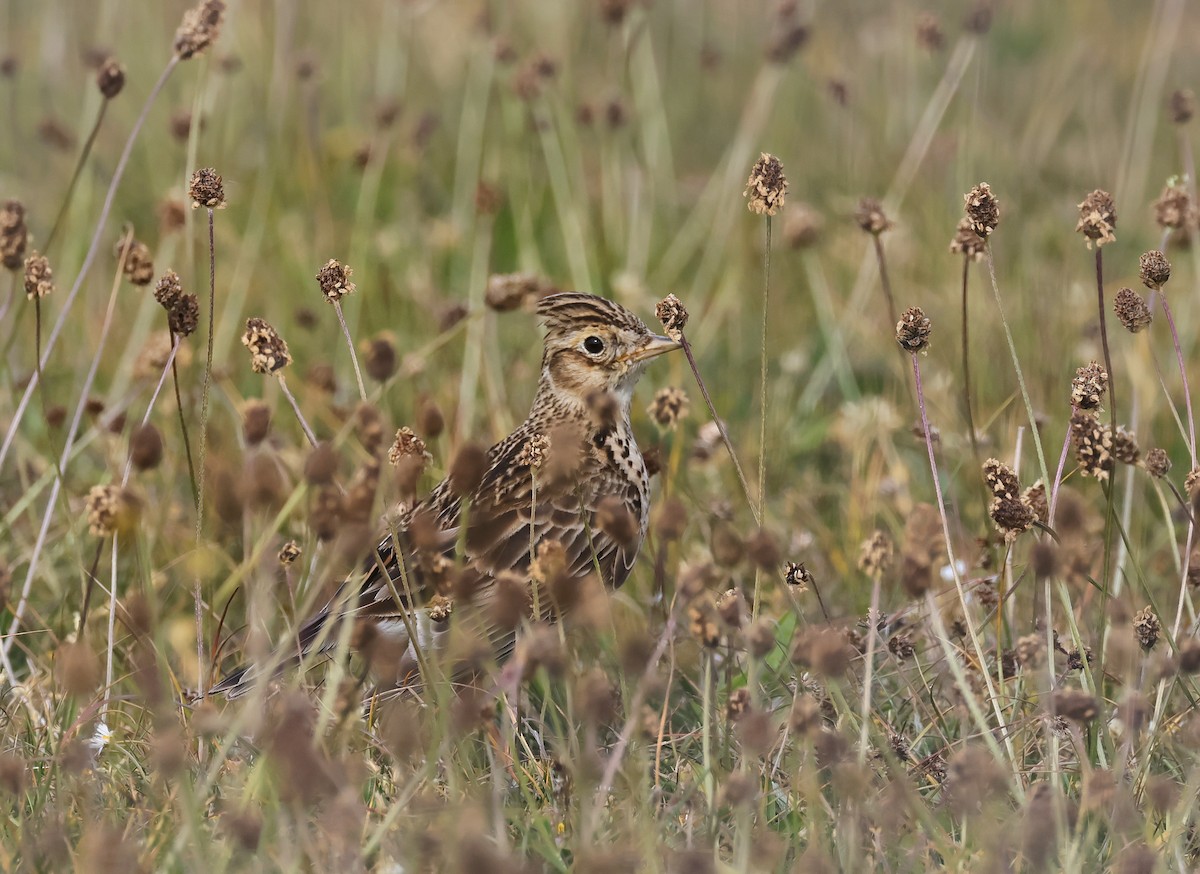 Eurasian Skylark - ML636465833