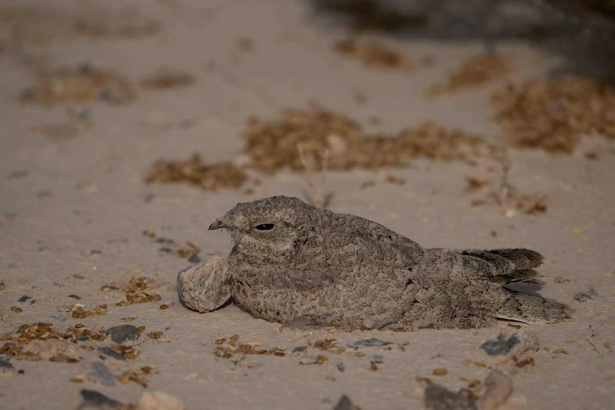 Egyptian Nightjar - ML636465849