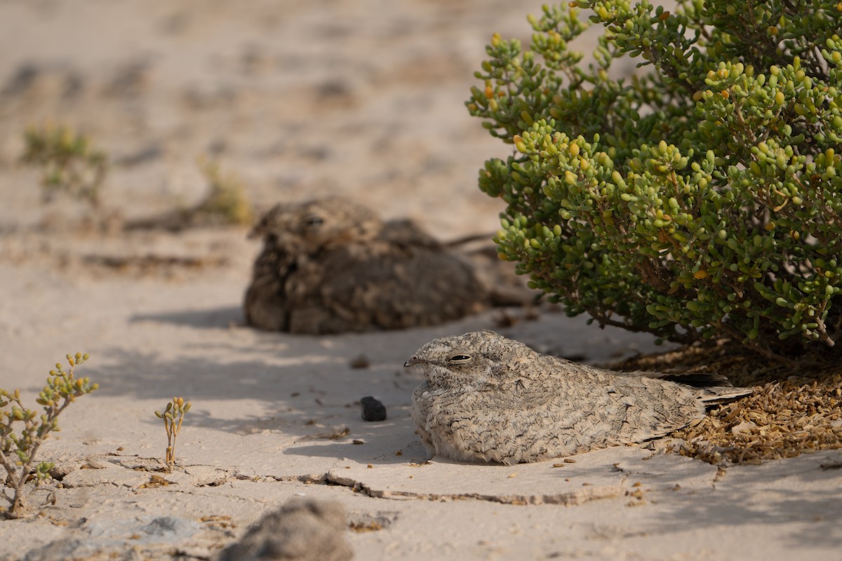 Egyptian Nightjar - ML636465850