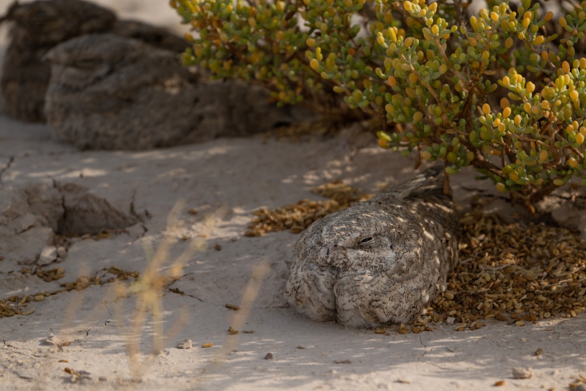 Egyptian Nightjar - ML636465851