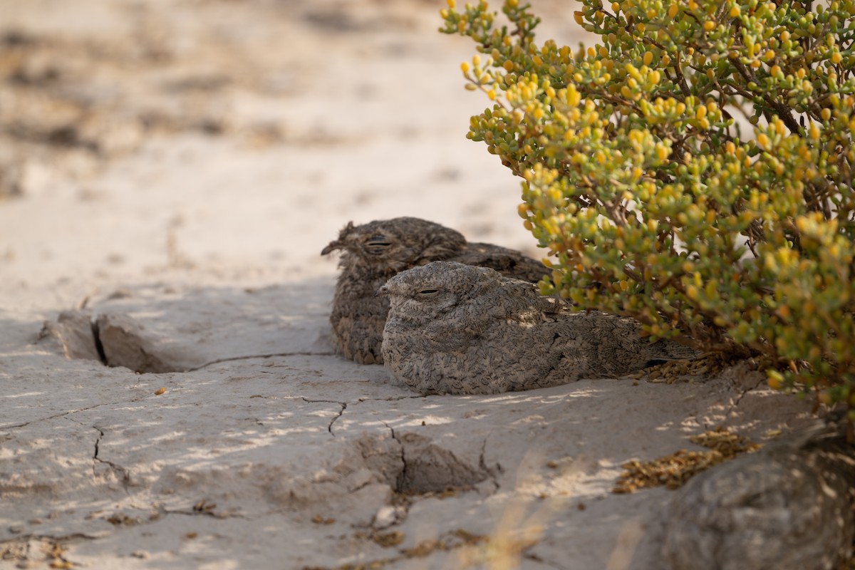 Egyptian Nightjar - ML636465854