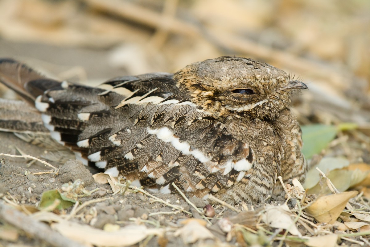 Square-tailed Nightjar - ML636465873