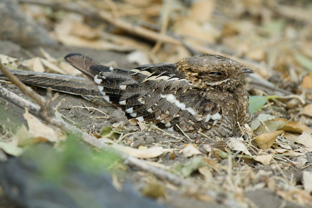 Square-tailed Nightjar - ML636465874