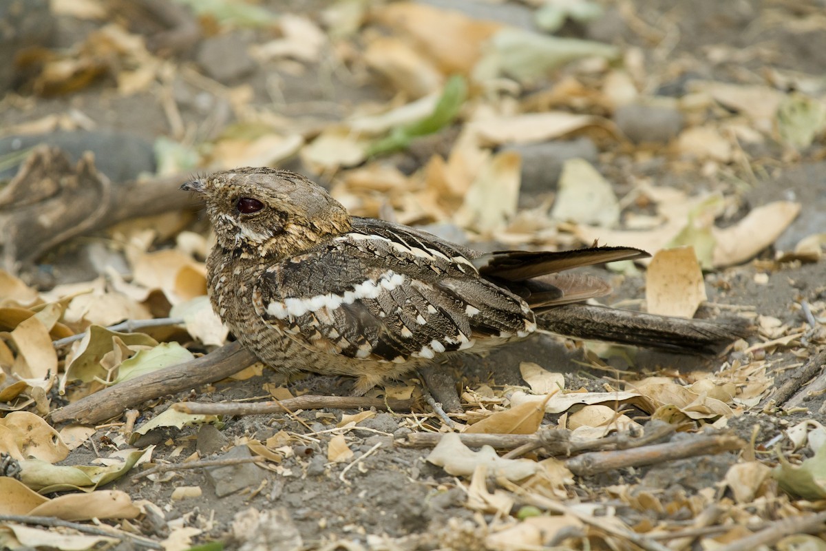 Square-tailed Nightjar - ML636465875