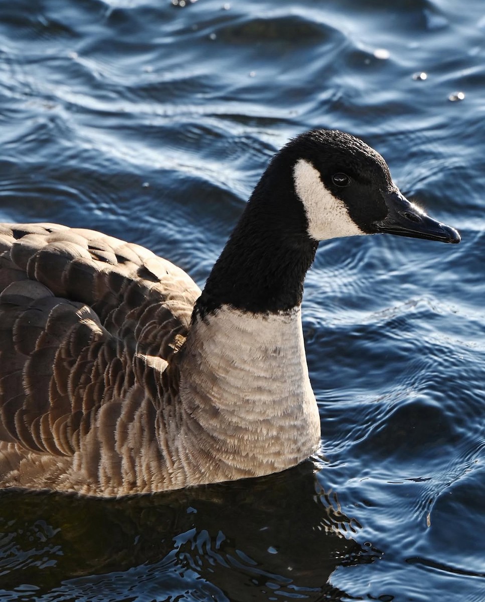 Canada Goose - ML636465905