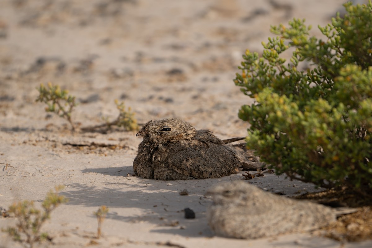 Egyptian Nightjar - ML636465922
