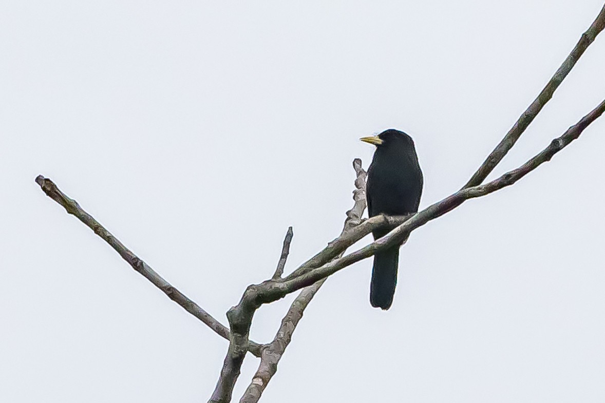 Yellow-billed Nunbird - ML636465926