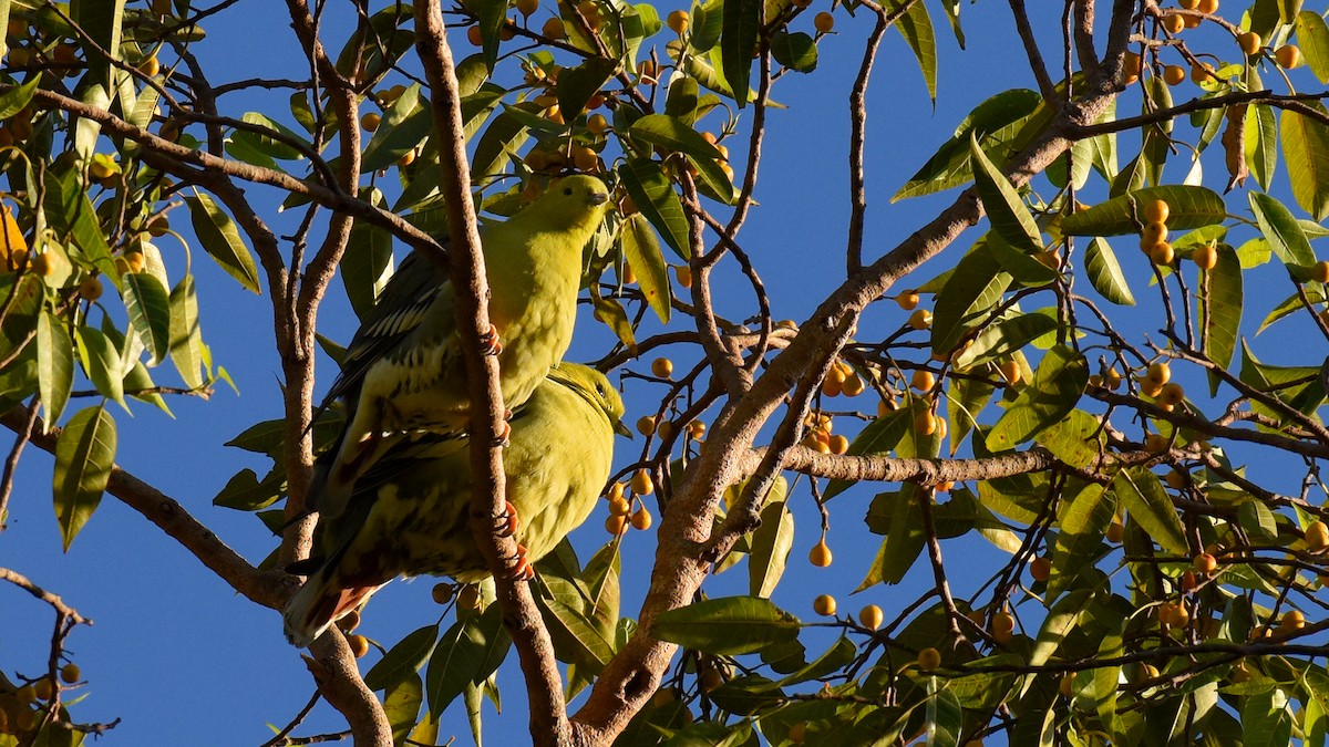 holub madagaskarský - ML636465961