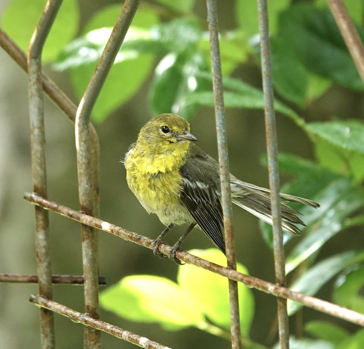 lesňáček borovicový - ML636466054