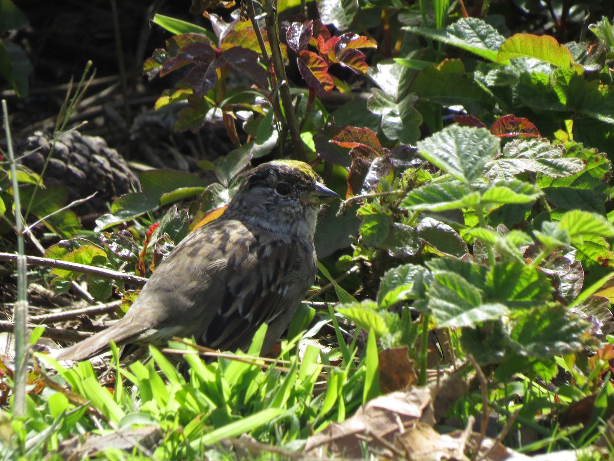 Golden-crowned Sparrow - ML636466143