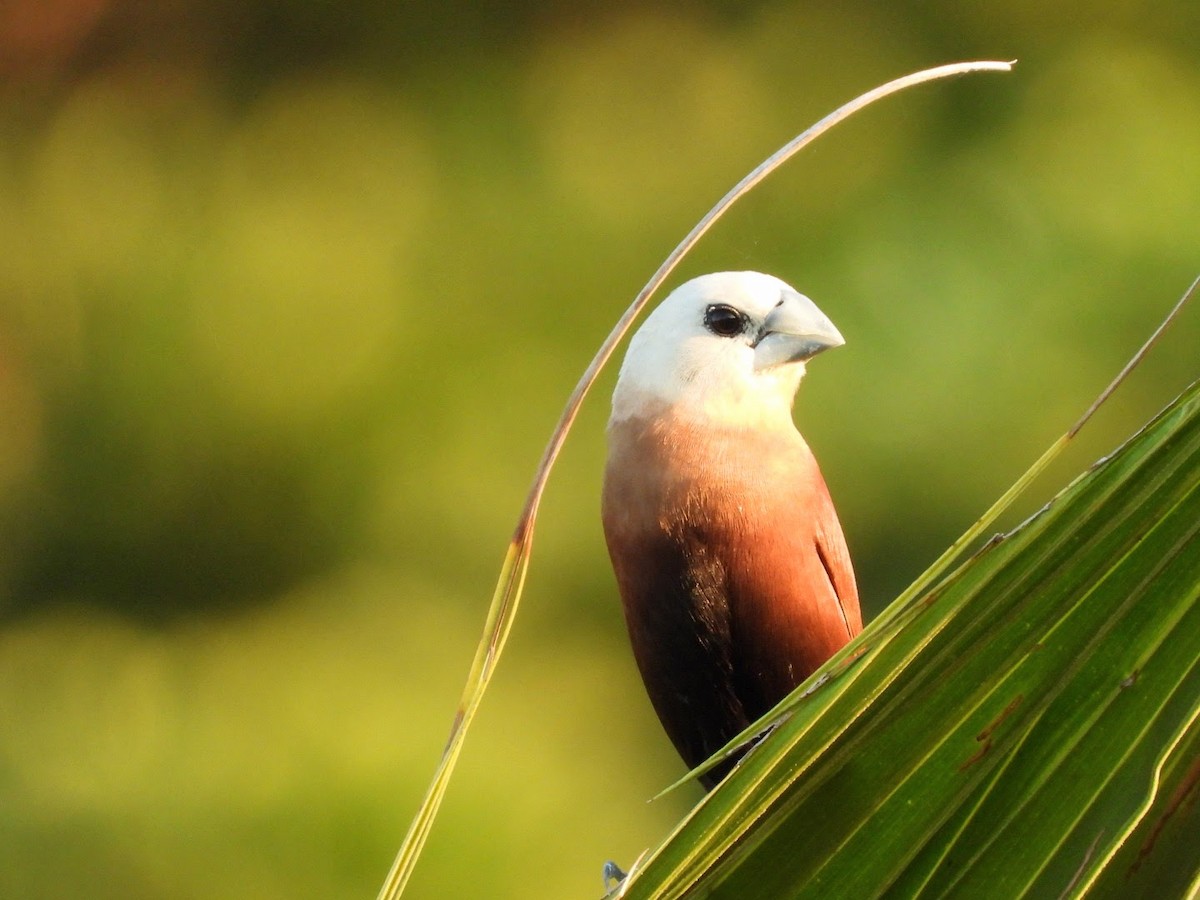 White-headed Munia - ML636466213