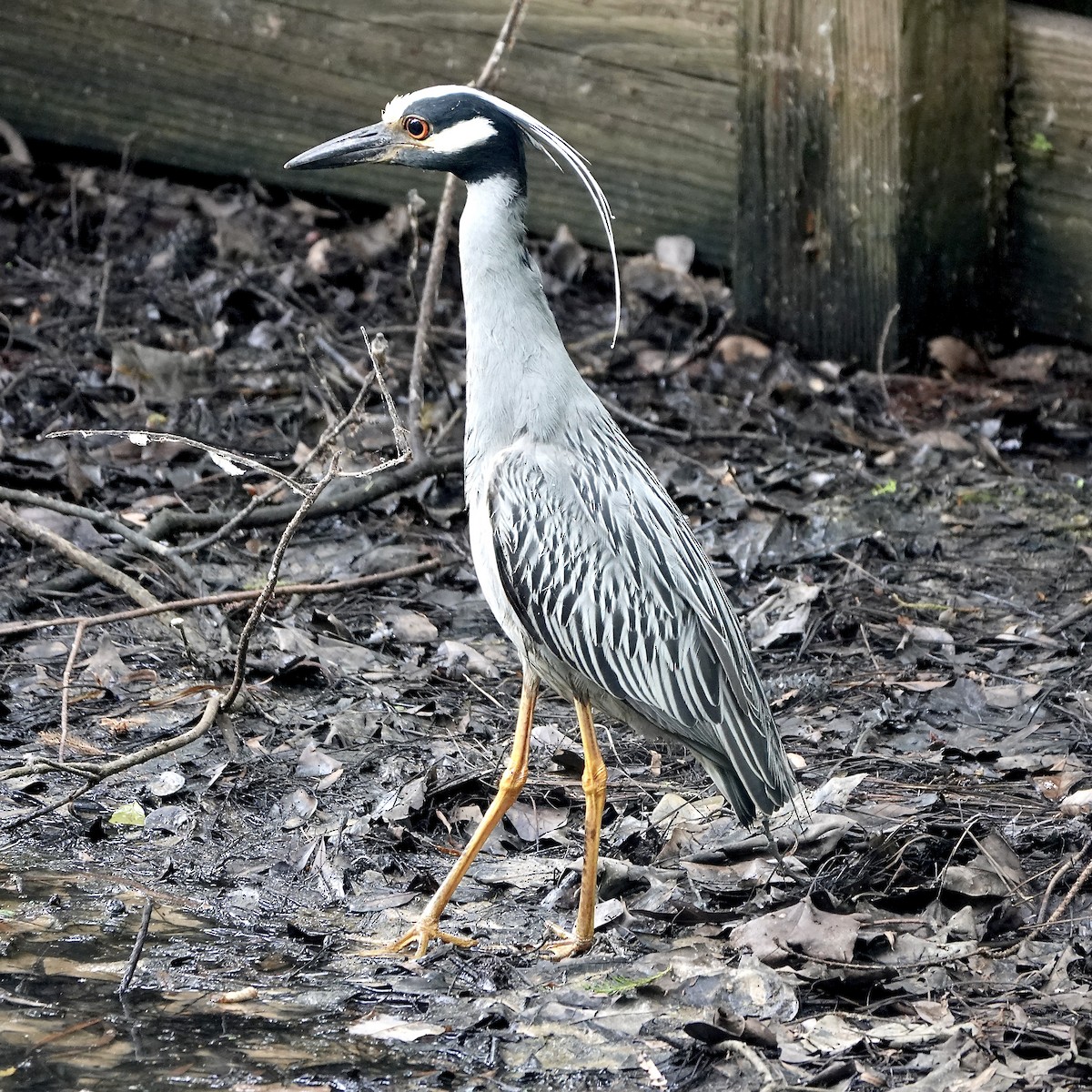 kvakoš žlutočelý - ML636466229