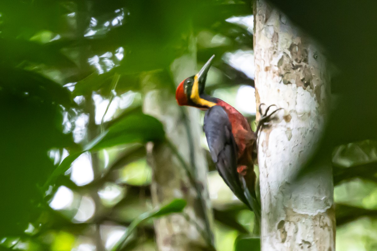 Crimson-bellied Woodpecker - ML636466240