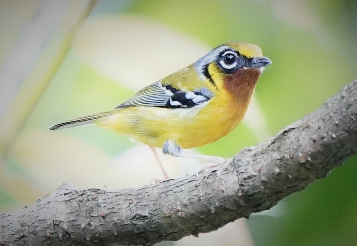 Black-eared Shrike-Babbler - ML636466275