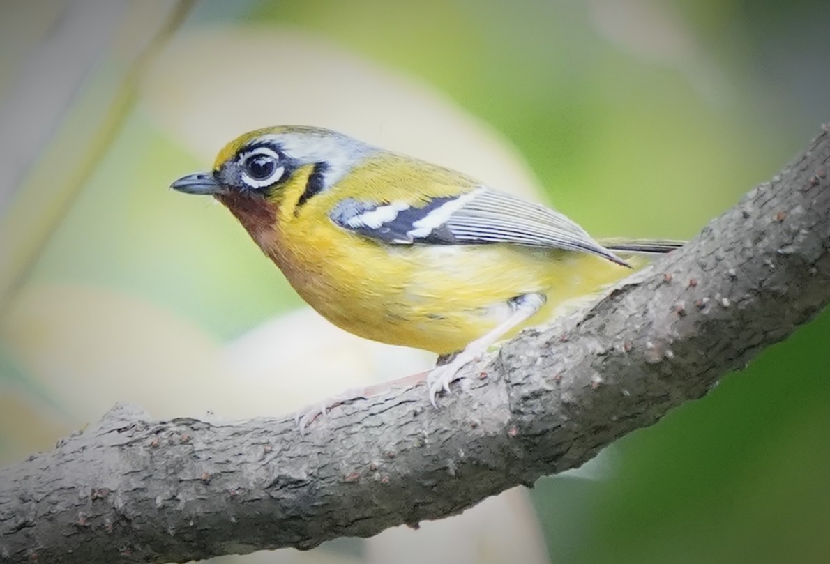 Black-eared Shrike-Babbler - ML636466276