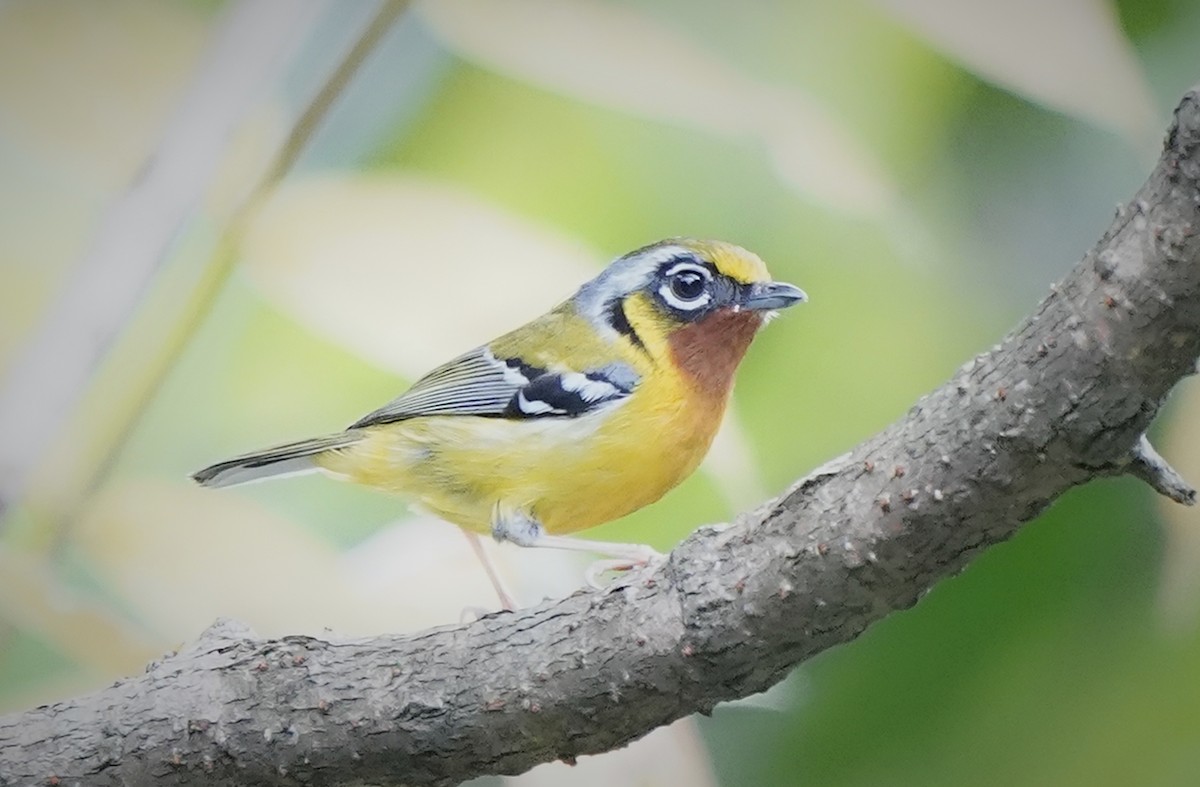 Black-eared Shrike-Babbler - ML636466277