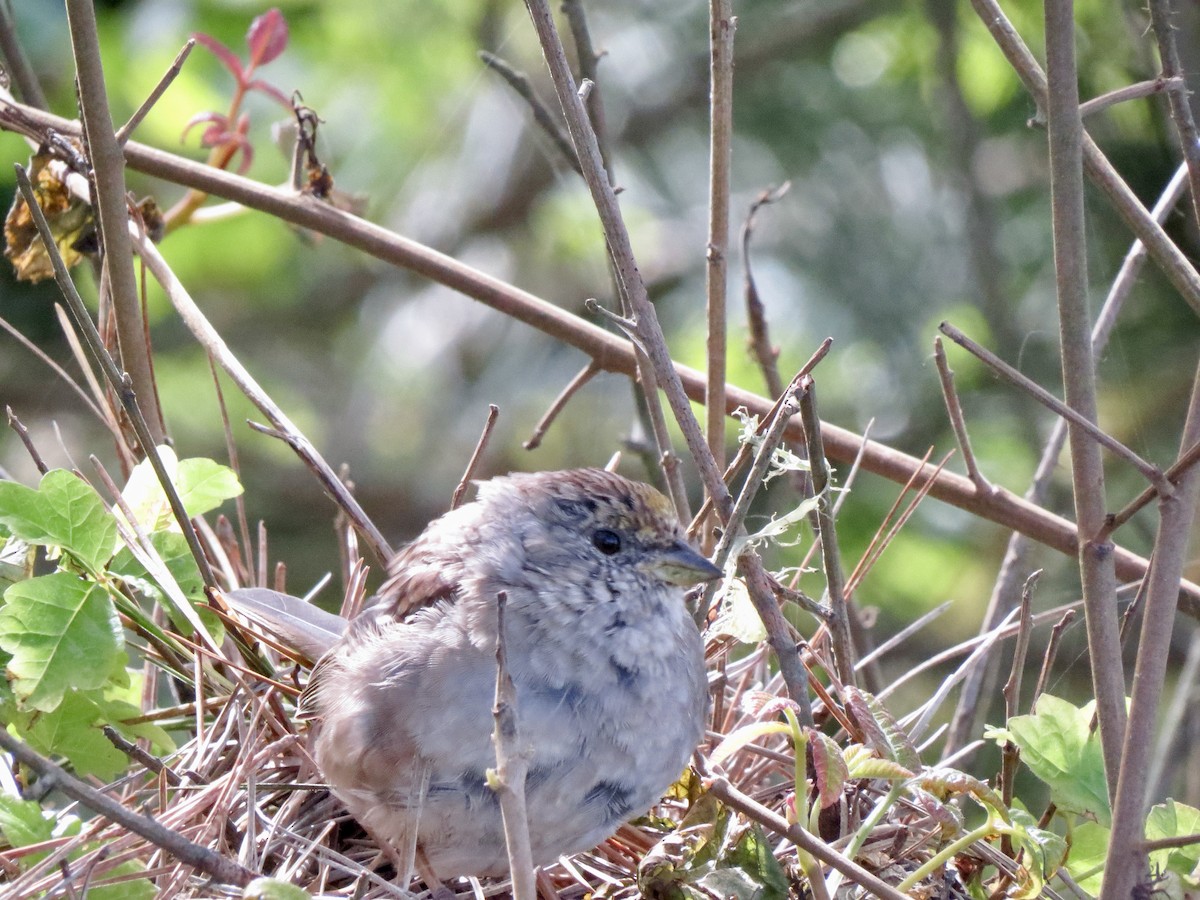 Golden-crowned Sparrow - ML636466285