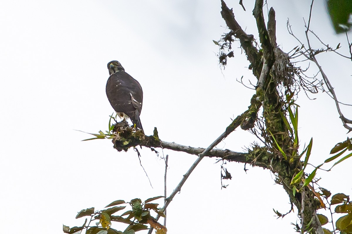 Slaty-backed Forest-Falcon - ML636466307