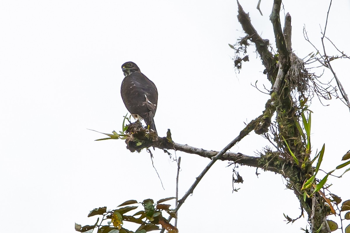Slaty-backed Forest-Falcon - ML636466311