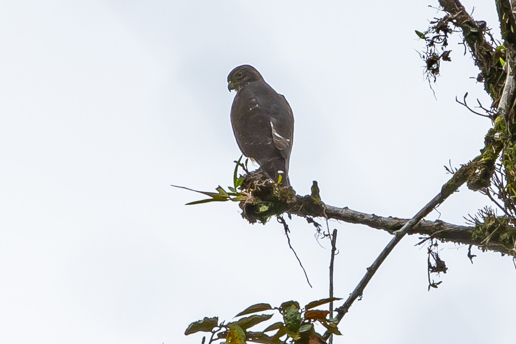 Slaty-backed Forest-Falcon - ML636466327