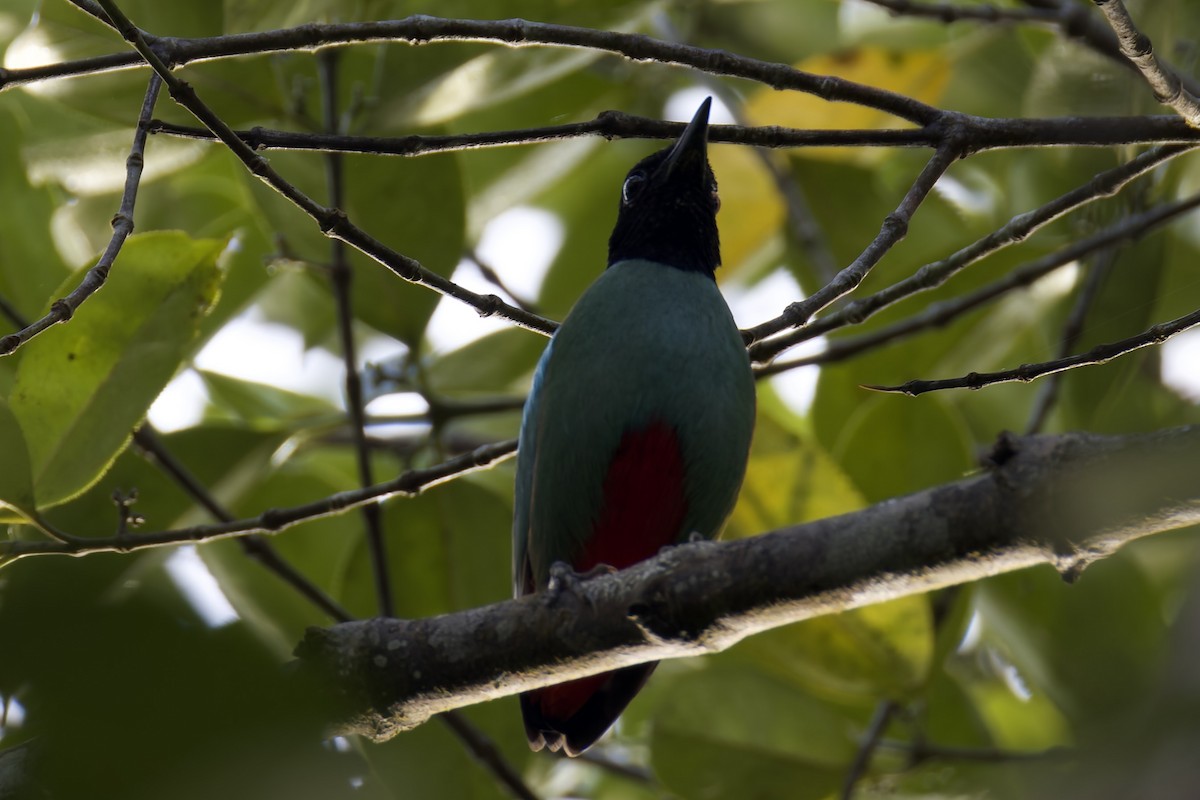 Western Hooded Pitta (Sunda) - ML636466362