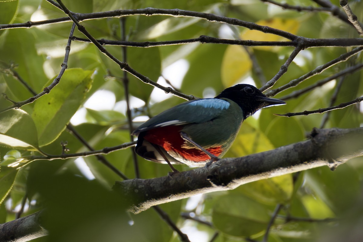 Western Hooded Pitta (Sunda) - ML636466363