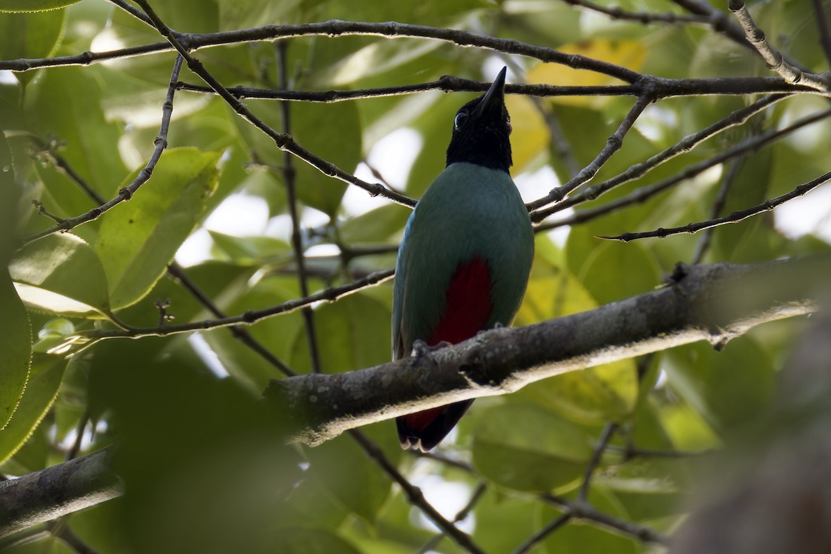 Western Hooded Pitta (Sunda) - ML636466364