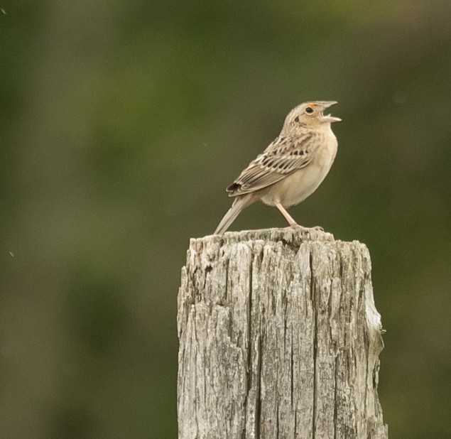 Grasshopper Sparrow - ML636466434