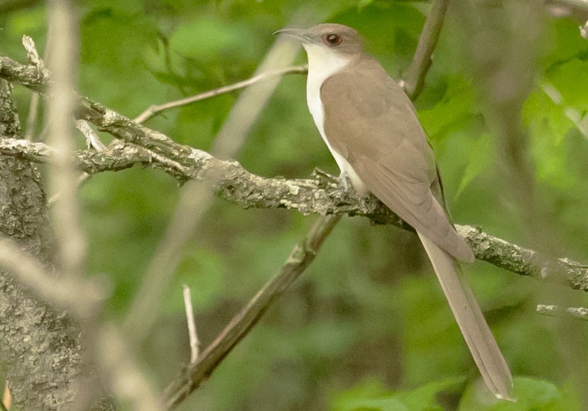 Black-billed Cuckoo - ML636466446