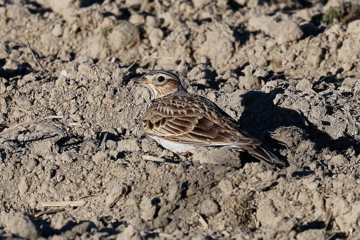 Боролзой болжмор - ML636466457