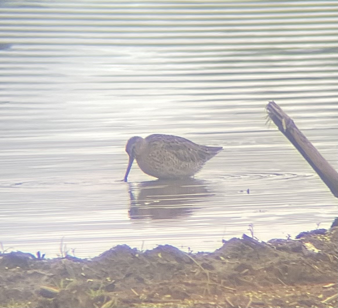 Short-billed Dowitcher - ML636466566