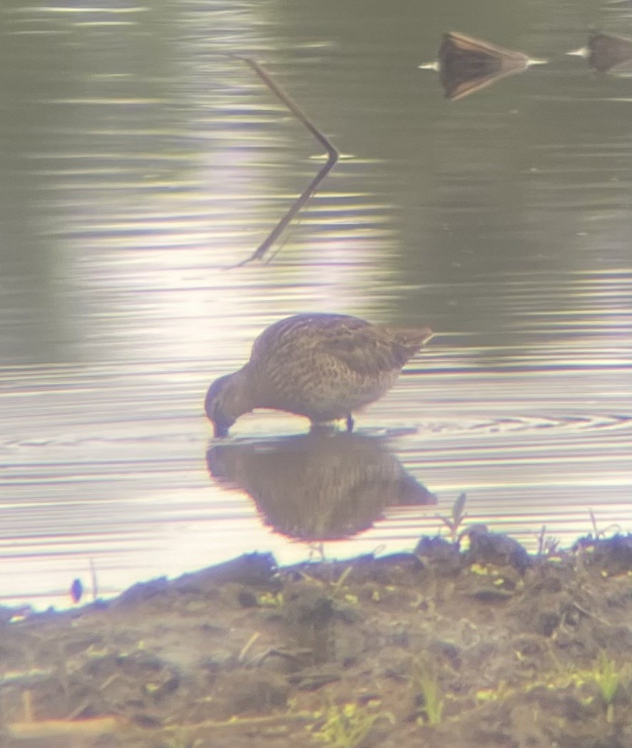 Short-billed Dowitcher - ML636466567