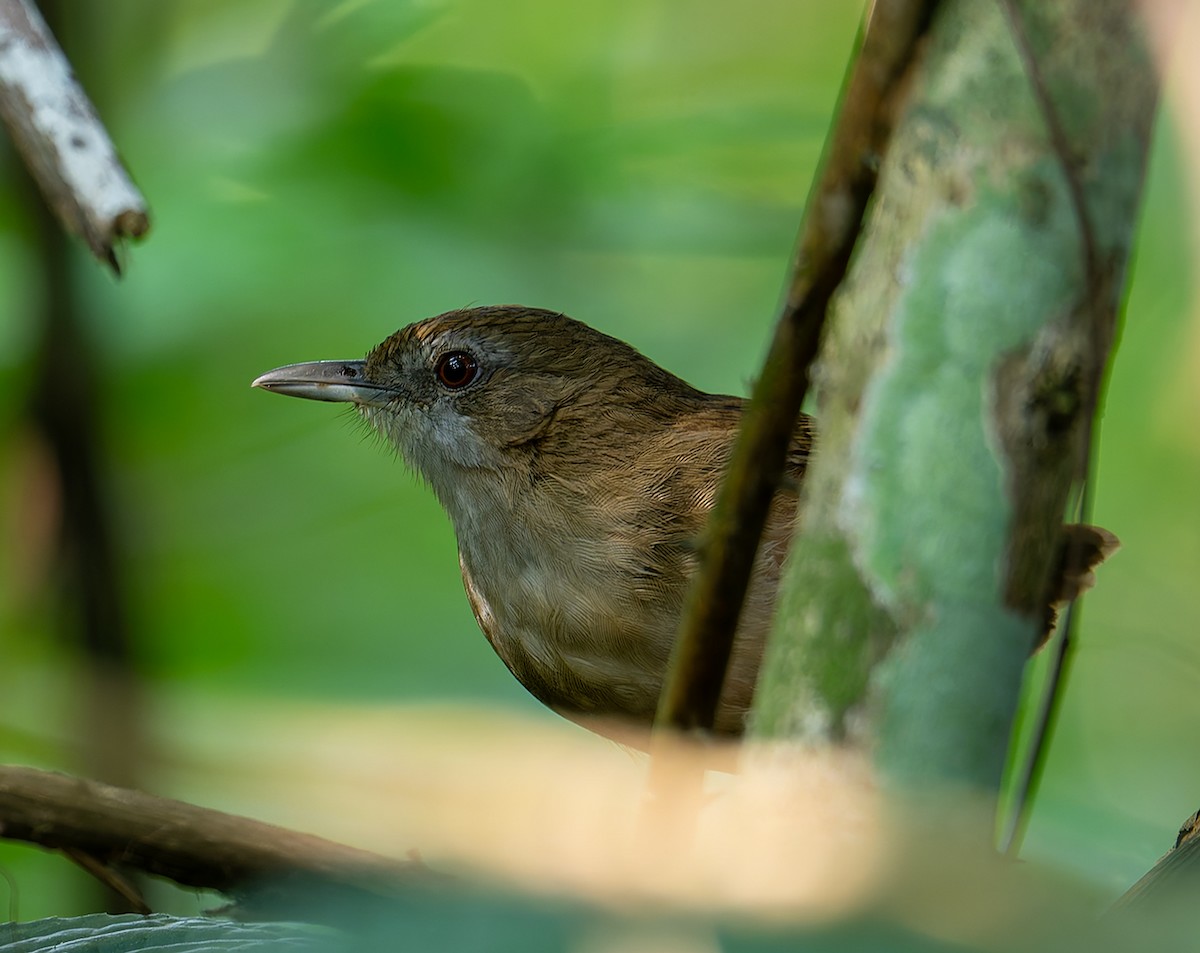 Abbott's Babbler - ML636466578