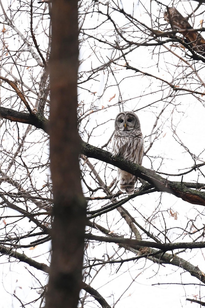 Barred Owl - ML636466754