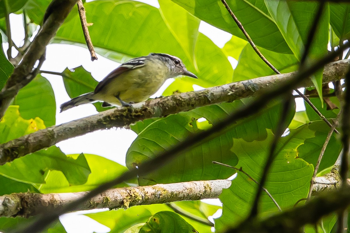 Rusty-winged Antwren - ML636466789