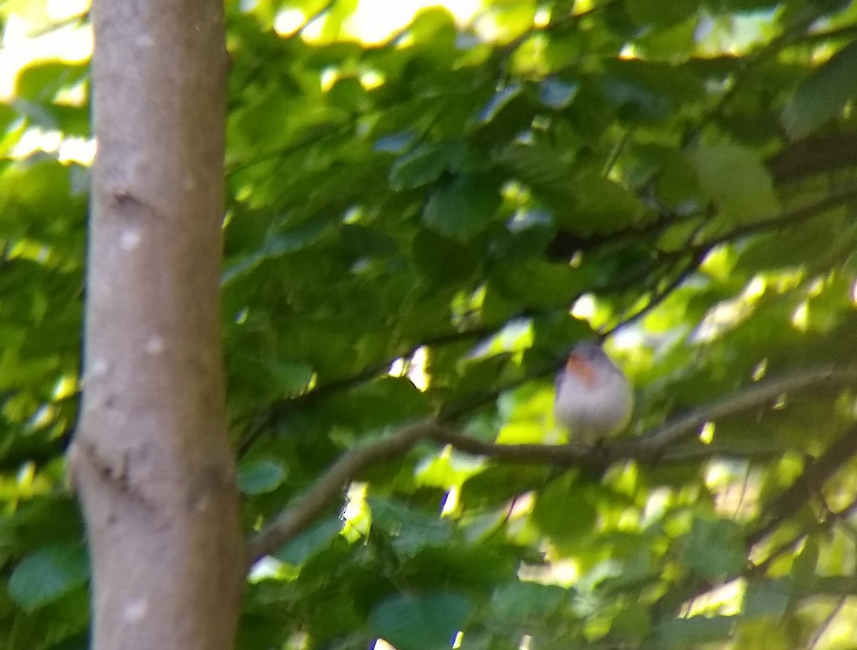 Red-breasted Flycatcher - ML636466827