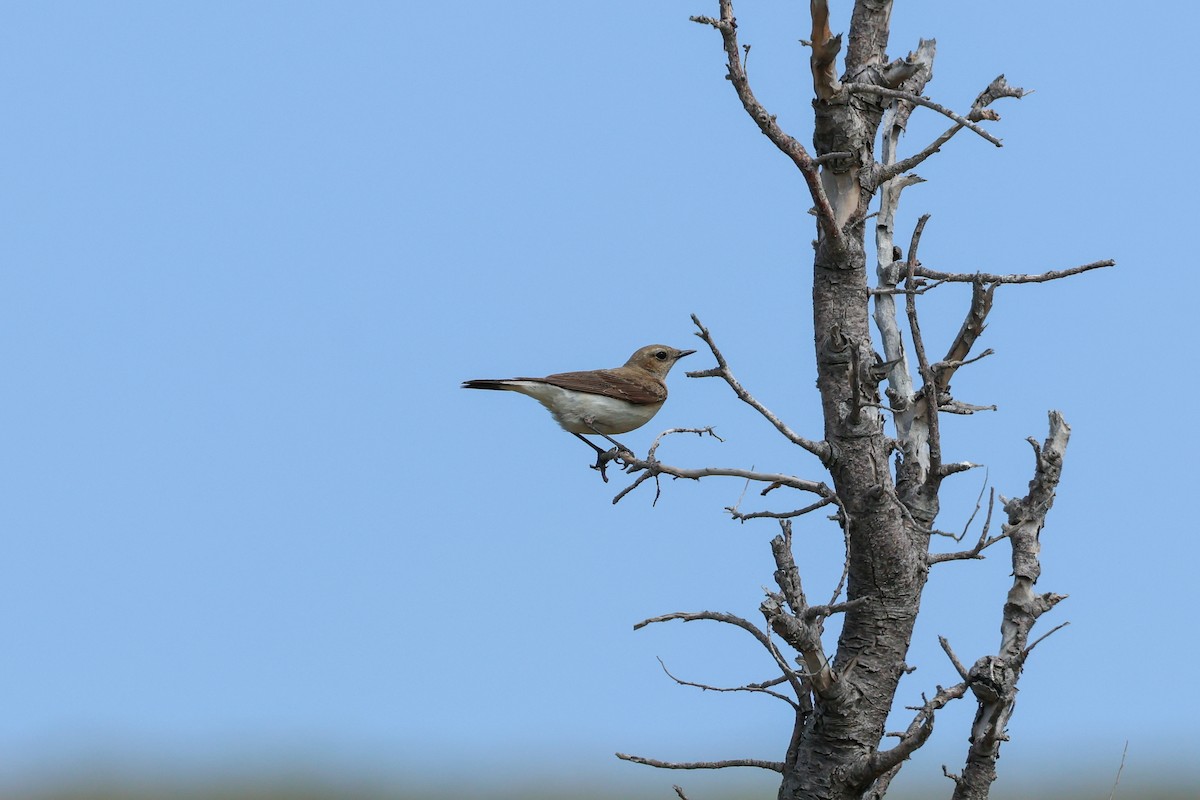 Eastern Black-eared Wheatear - ML636466881