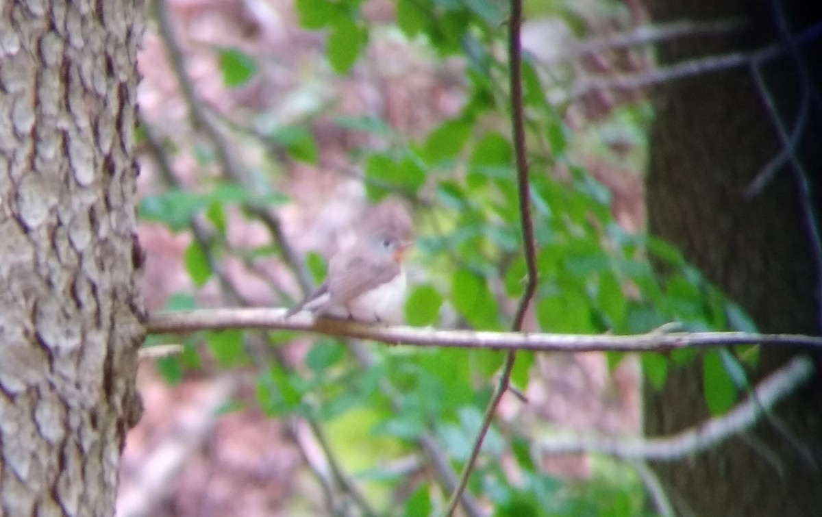 Red-breasted Flycatcher - ML636466892