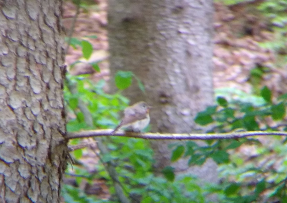 Red-breasted Flycatcher - ML636466893