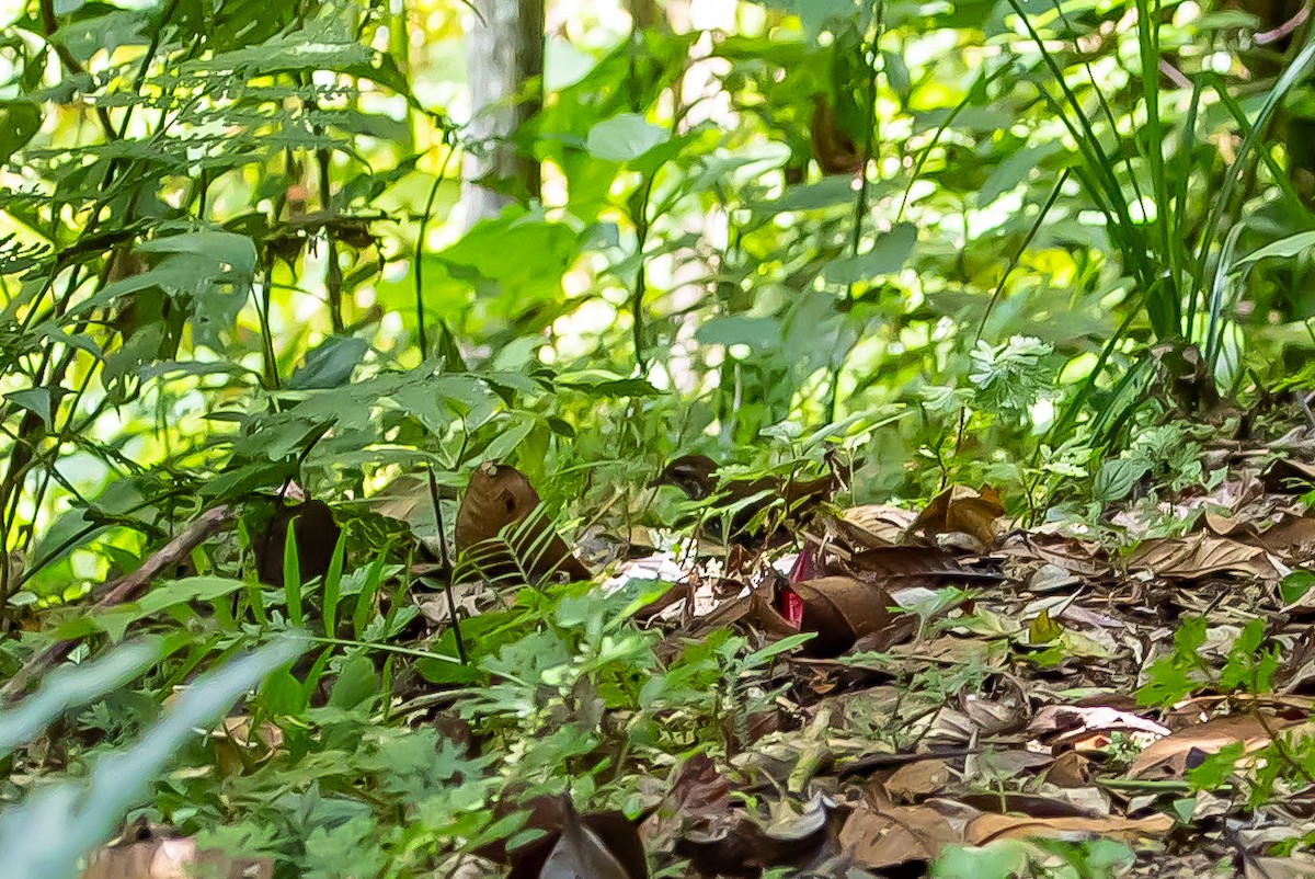 Schwartz's Antthrush - ML636467043