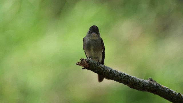 Eastern Wood-Pewee - ML636467065