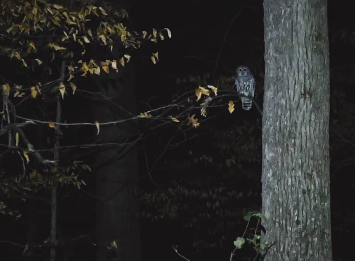 Barred Owl - ML636467069