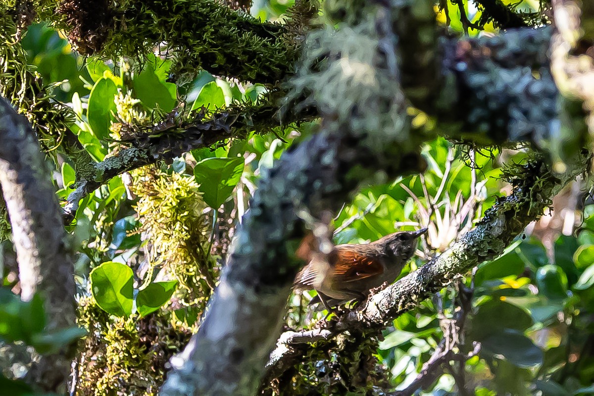 Slaty Spinetail - ML636467227