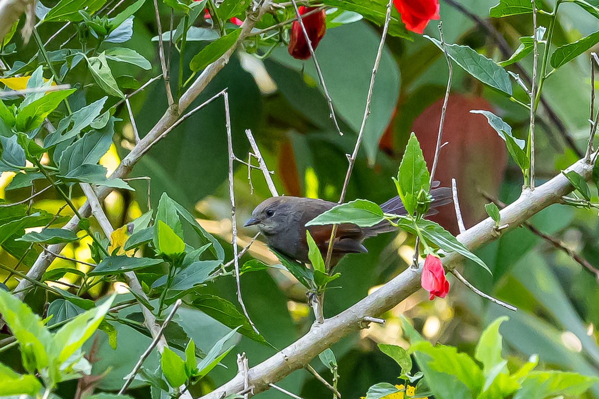 Slaty Spinetail - ML636467229