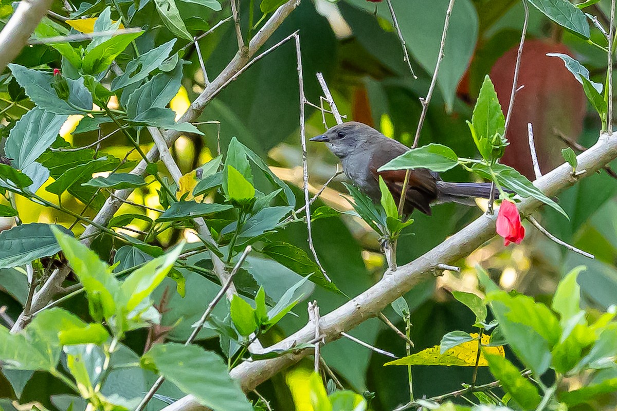 Slaty Spinetail - ML636467230