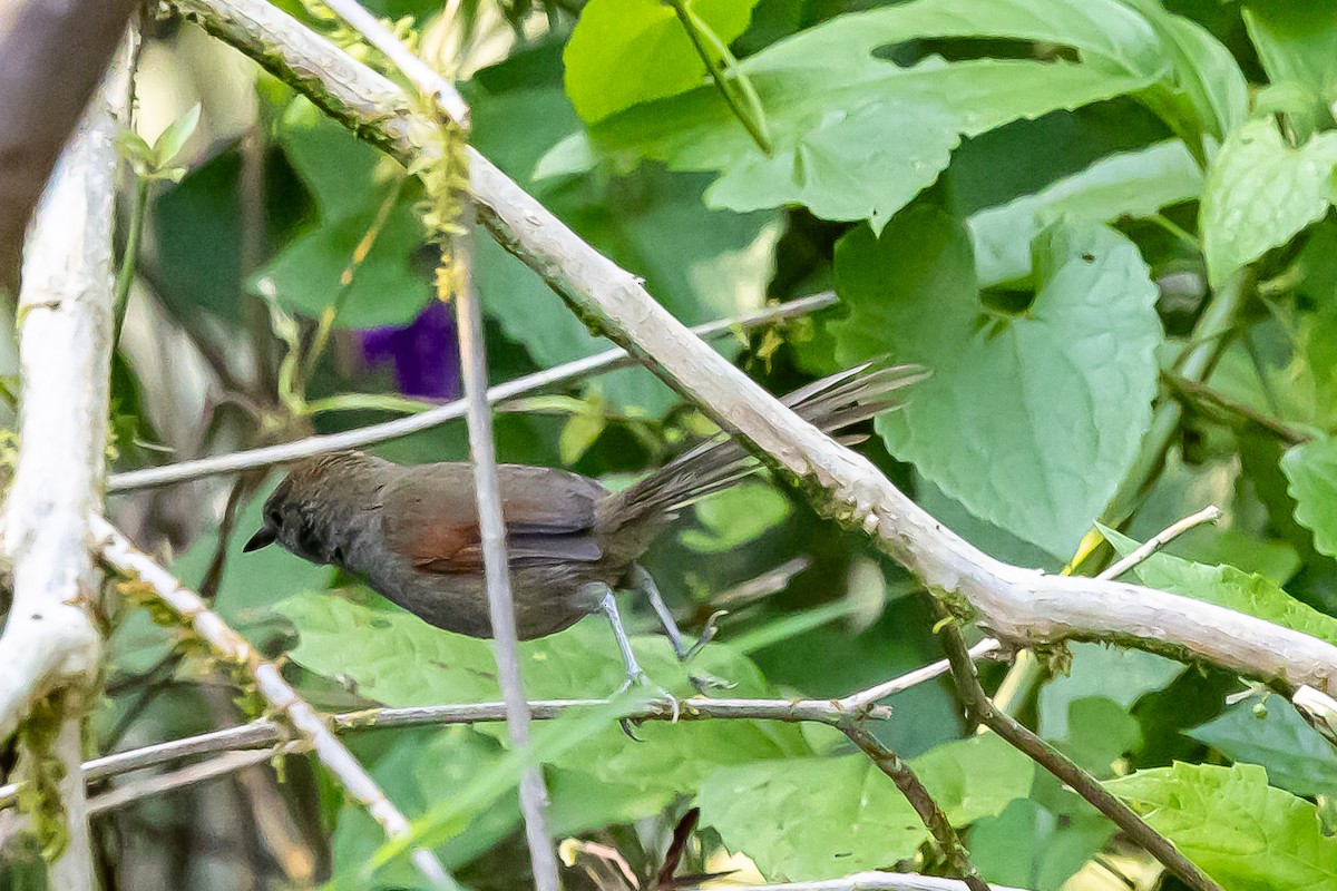 Slaty Spinetail - ML636467232