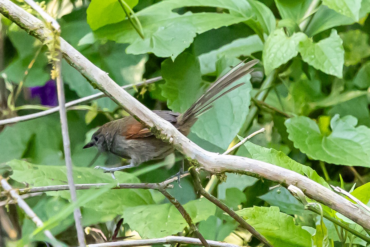 Slaty Spinetail - ML636467233