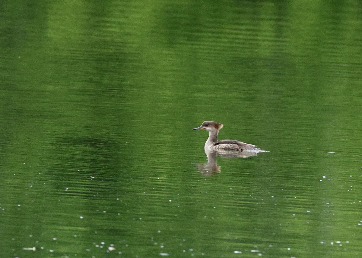 Hooded Merganser - ML636467338